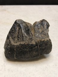 Fossilized Jaw With Teeth