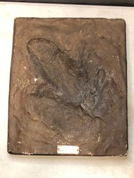 1934 Plaster Cast - Dinosaur Footprint