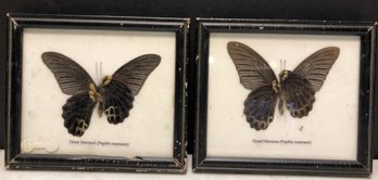Lot 4 - 2pc Great Mormon Moths