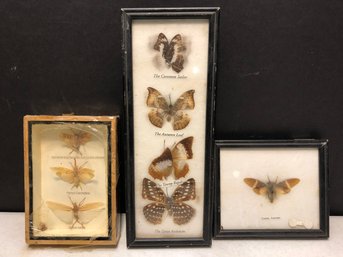 Lot 5 - 3pc Butterfly & Moths
