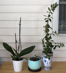 3 Plants/ Planters