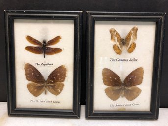 2pc Moths In Cases
