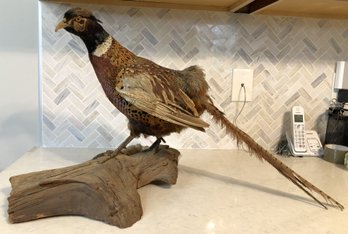 Taxidermy Ring Neck Pheasant