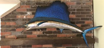 Taxidermy Sailfish Mount