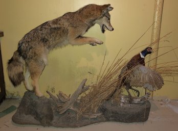 Awesome Coyote Catching Pheasant Taxidermy Mount