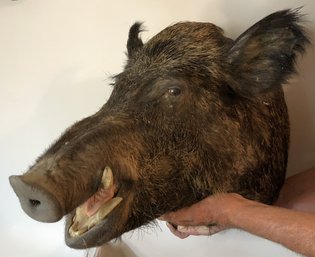 Large Taxidermy Boars Head