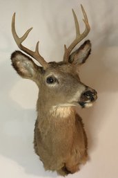 Taxidermy 8- Point Buck Mount