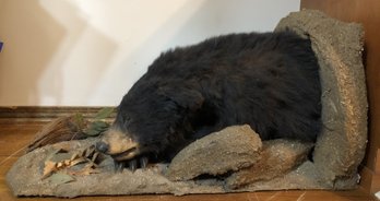 Awesome Black Bear Taxidermy Mount