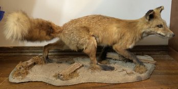 Red Fox Taxidermy Mount