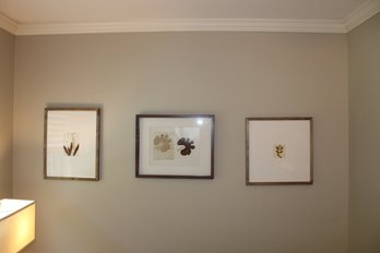 Pottery Barn Framed Leaf Prints