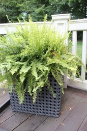 Pair Of Gray Outdoor Heavy Plastic Square Planters W/ferns And Terraracotta Planter Inside