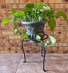 Pothos Plant With Black Metal Plant Stand