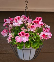 Bright Pink Flowers In Metal Hanging Basket