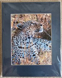 Spotted Leopard Print With Copyright Photographer Marking