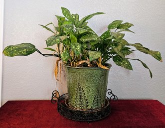 Beautiful Live Plant In Ceramic Green Pot & Wire Plant Saucer