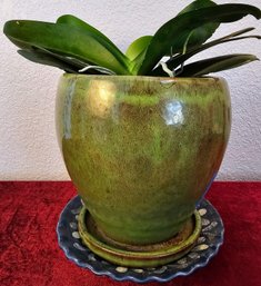 Live Plant In Green Ceramic Pot