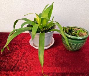 2 Live Plants Incl 1 In Ceramic Green Pot & 1 In Grey Plastic Pot