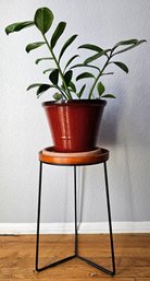 Live Plant In Red Plastic Pot On Wood & Metal Plant Stand