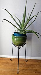 Live Aloe Plant In Blue Plastic Pot & Green Ceramic Pot On Black Metal Plant Stand