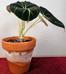 Live Plant In Terra Cotta Pot