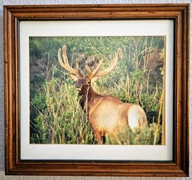 Elk Print In Wooden Frame