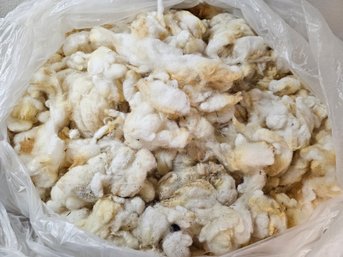 Bag Of Suffolk Sheep Cream/white Wool Material, Unprocessed