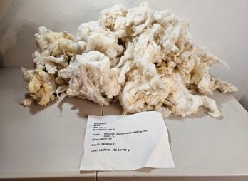 Shropshire White Raw/unprocessed Wool Approx 3.5lb