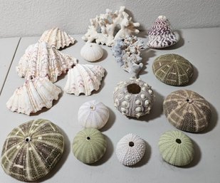 Assortment Of Sea Critters Incl Shells, Coral & More