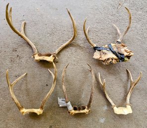 An Assortment Of Deer Antlers