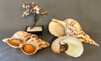 4 Shells & Decorative Tree
