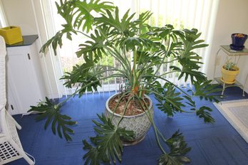 Ceramic Pot 16 Inch Diameter X 12-in Tall With Large Tree Philodendron On Rolling Stand