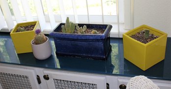 4 Ceramic Pots With Cactuses -not Sure If All Are Real