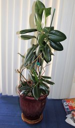 Ceramic Pot With Rubber Tree- Pot 13 In X 14.5 In Tall