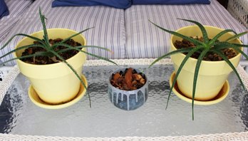 3 Ceramic Pots-yellow Have Aloe Vera, Small Is By T Born