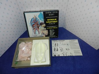 VINTAGE RENWAL HUMAN ANATOMY ASSEMBLY KIT MODEL APPEARS COMPLETE IN BOX