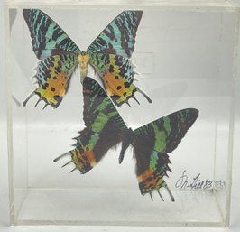 Two Butterflies Mounted In Acrylic Square Box Signed