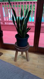 Live Snake Plant With Stool