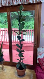 Potted Fiddle Leaf Fig Plant