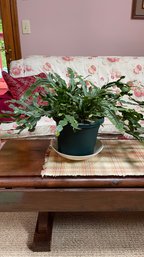 Christmas Cactus In Green Planter