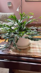 Christmas Cactus In White Pot