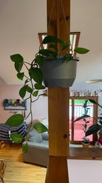 Hanging Pothos