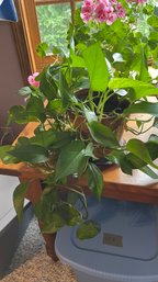 Large Healthy Pothos Plant