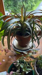 Chlorophytum (Spider Plant)