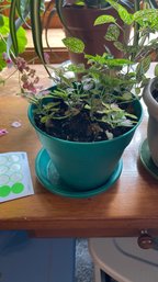 Two Pink Polka Dot Plants