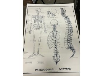 Vintage Osteological Anatomy Poster Black And White Chester Paciorek 1954 Chiropractic Chart