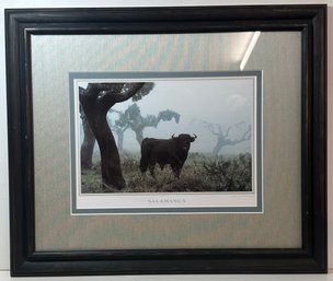 Framed Salamanca Bull Photo Print