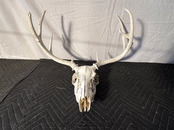 Taxidermy Deer Skull