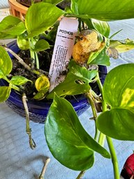 POTHOS Plant