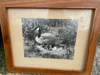 Framed Black And White Of Mother Goose And Her Goslings