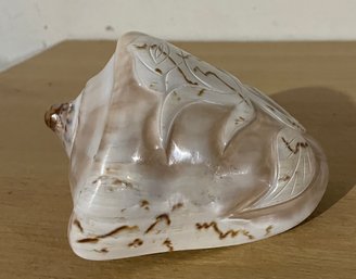 Unique Rose  Seashell